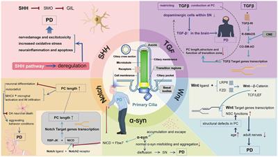 Primary cilia in Parkinson’s disease: summative roles in signaling pathways, genes, defective mitochondrial function, and substantia nigra dopaminergic neurons